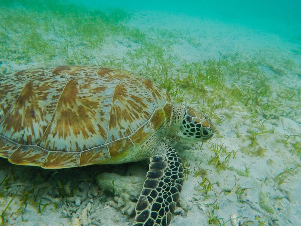 Snorkeling di Gili Trawangan Lombok dengan air laut jernih saat musim hujan