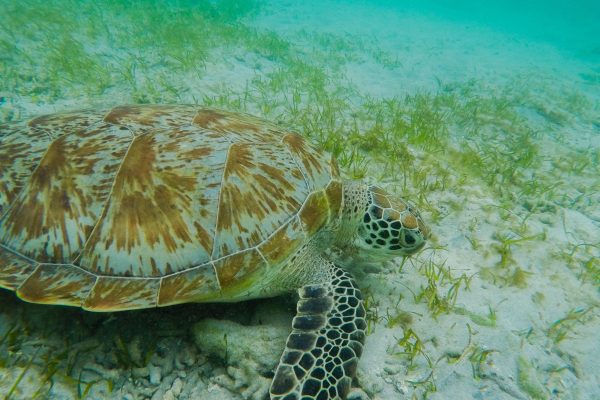 Snorkeling di Gili Trawangan Lombok dengan air laut jernih saat musim hujan