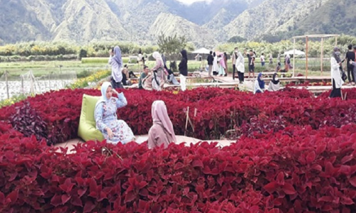Daily Trip Sembalun Lombok di taman bunga dengan latar Gunung Rinjani dan suasana alam yang indah